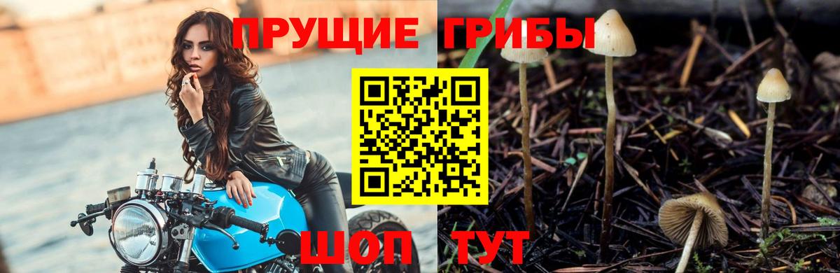 Галлюциногенные грибы Psilocybine cubensis Новодвинск
